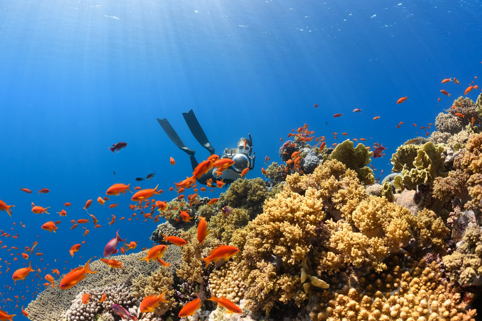 Scuba diver swimming over a colorful coral reef with a clear dive mask